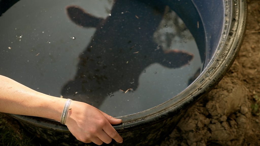 Eine Hand liegt auf einem Wasserbottich, in dem sich der Kopf einer Kuh spiegelt.